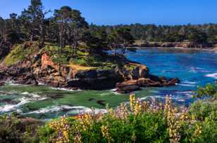 Point Lobos-3574.jpg